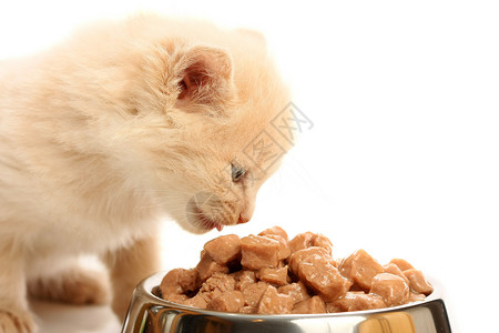 碗里小猫喂食猫科动物高清图片