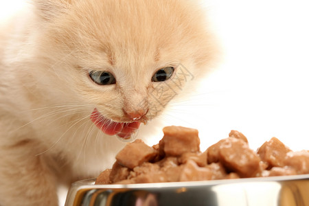 碗里小猫小小猫从钢碗里吃东西小猫舌头哺乳动物白色晶须欲望宠物眼睛餐具毛皮背景
