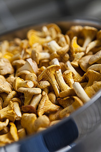 紧贴着圣经苔藓突袭食物物体生长雨后春笋健康饮食木耳自然世界森林背景图片