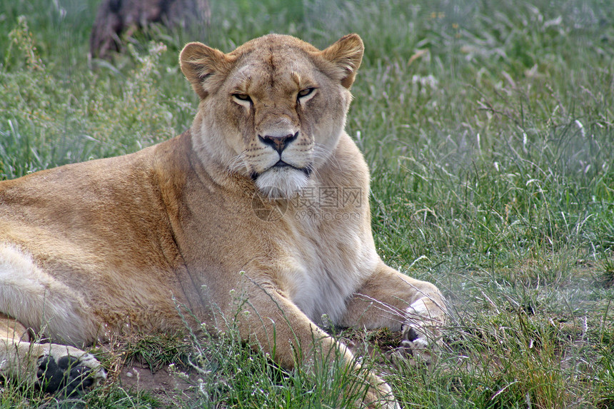 美丽的狮子衬套荒野野生动物猎人阳光毛皮野猫食肉哺乳动物捕食者图片