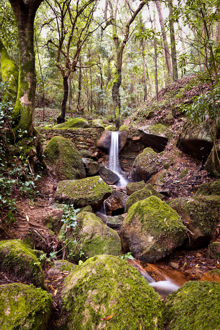 小的自然瀑布冒险植被石头岩石树木树叶绿色图片