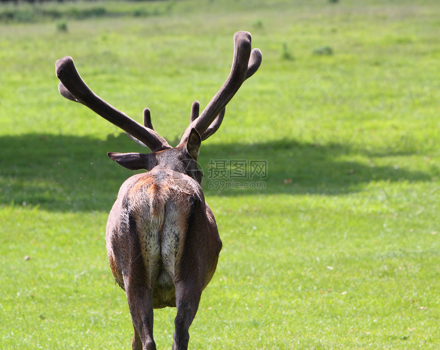 红鹿雄鹿男性动物哺乳动物反刍动物天鹅绒鹿角野生动物图片