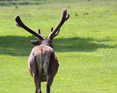 红鹿雄鹿男性动物哺乳动物反刍动物天鹅绒鹿角野生动物背景图片