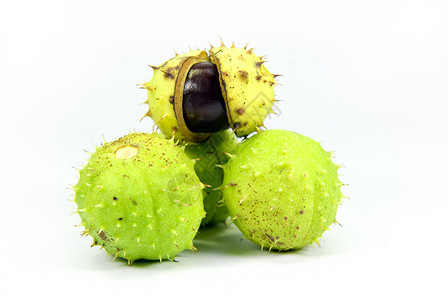 栗栗子季节性绿色植物水果食物栗子背景图片