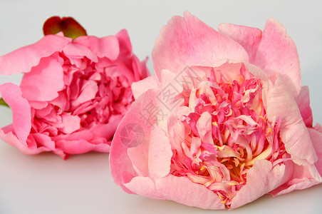 粉红粉色花朵白色风格装饰背景图片