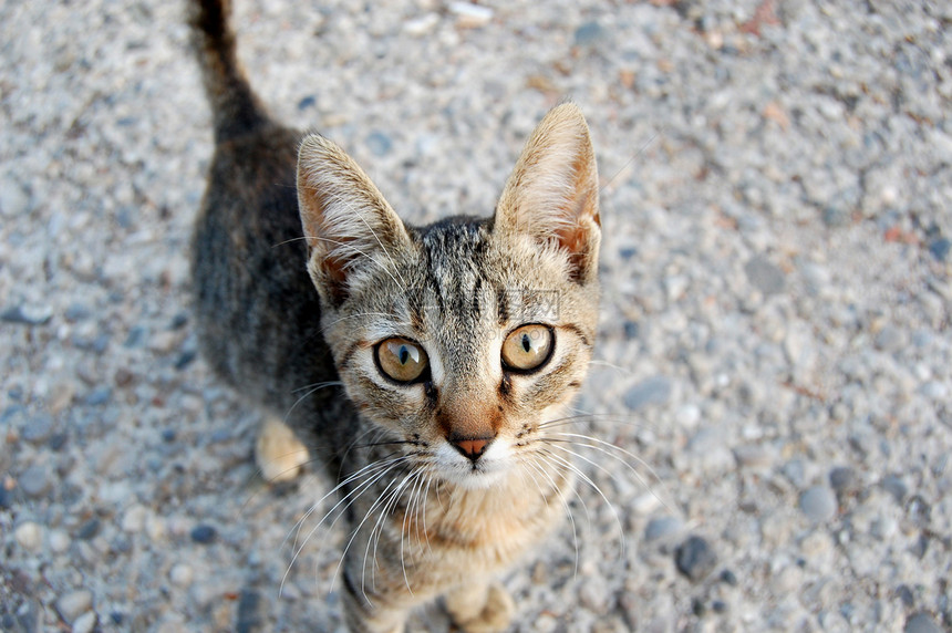 小猫猫科场地哺乳动物建筑晶须猫咪眼睛毛皮宠物婴儿图片