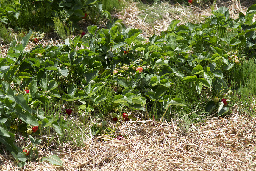 野地食物水果绿色农业红色植物采摘图片