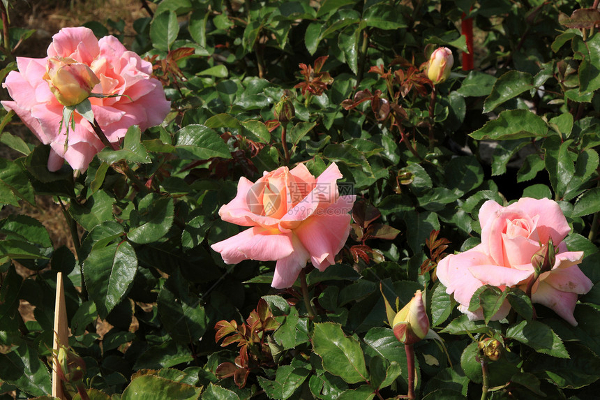 法国春季花卉市场玫瑰玫瑰丛销售展示薰衣草礼物商业花束紫色植物图片