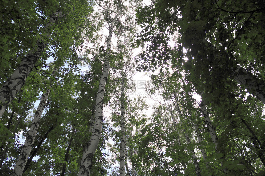 伯奇岛空地植物树木木头桦木图片