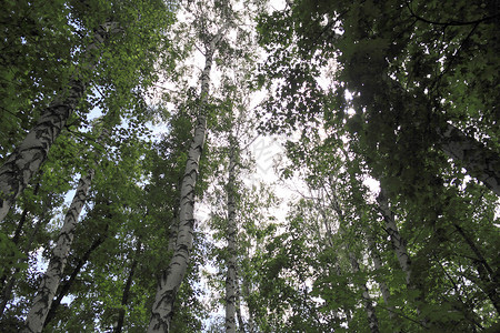 伯奇岛空地植物树木木头桦木背景图片