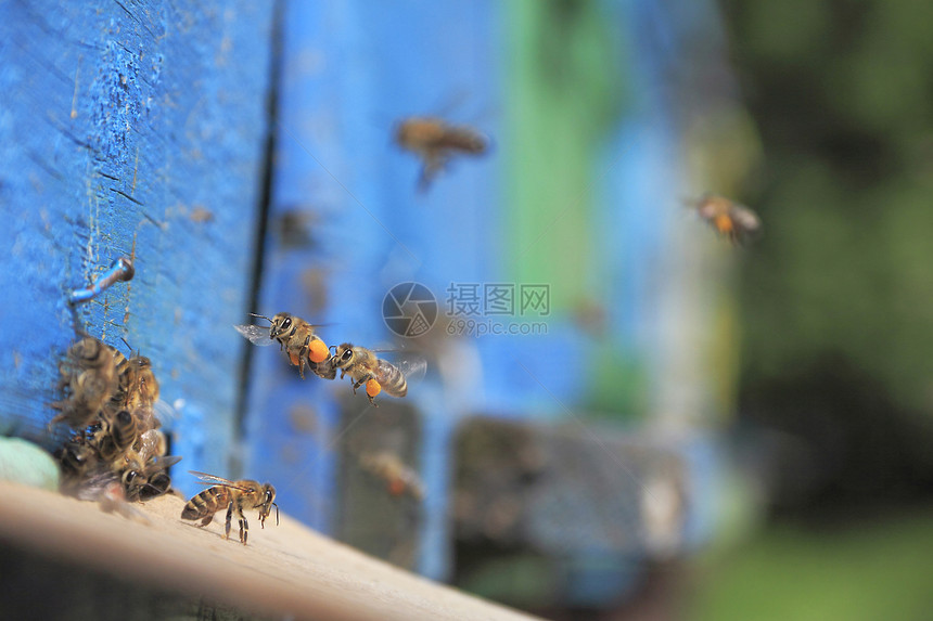 蜜蜂蜂蜜昆虫航班蜂窝图片