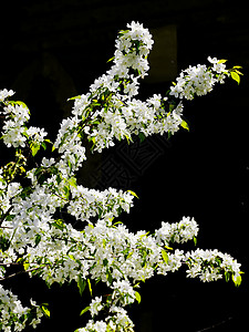 苹果树花花朵树叶植物文化结果背景图片