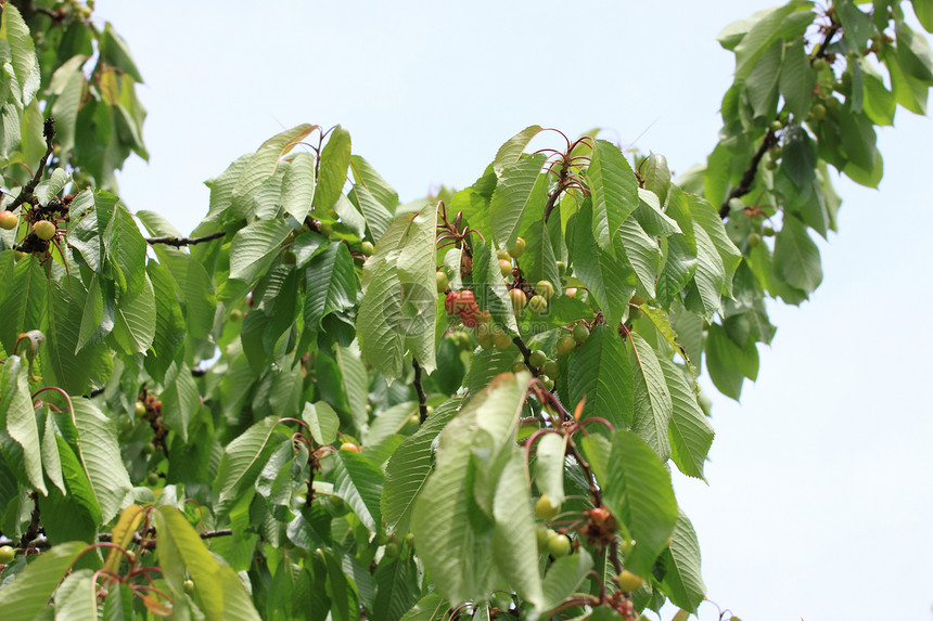 树枝上的樱桃水果核心红色叶子公鸡农村图片
