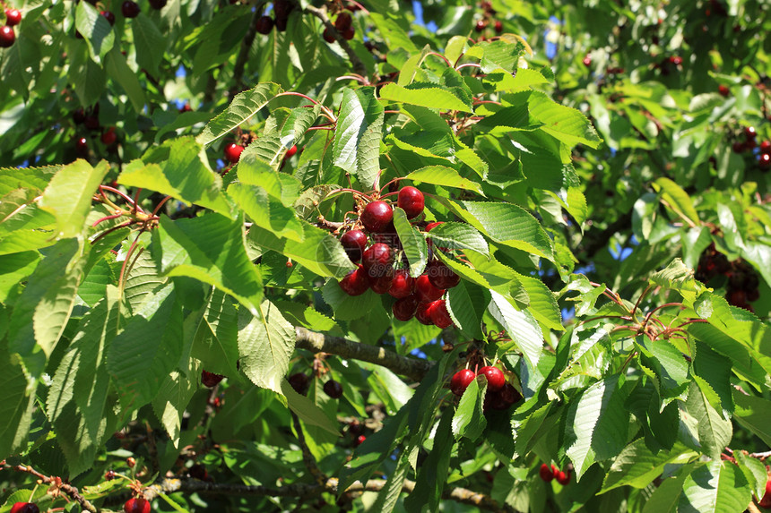树枝上的樱桃核心叶子水果公鸡农村红色图片