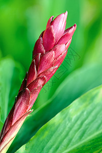 属于穆萨凯埃岛的红花香蕉红色植物环境园艺花园绿色背景图片