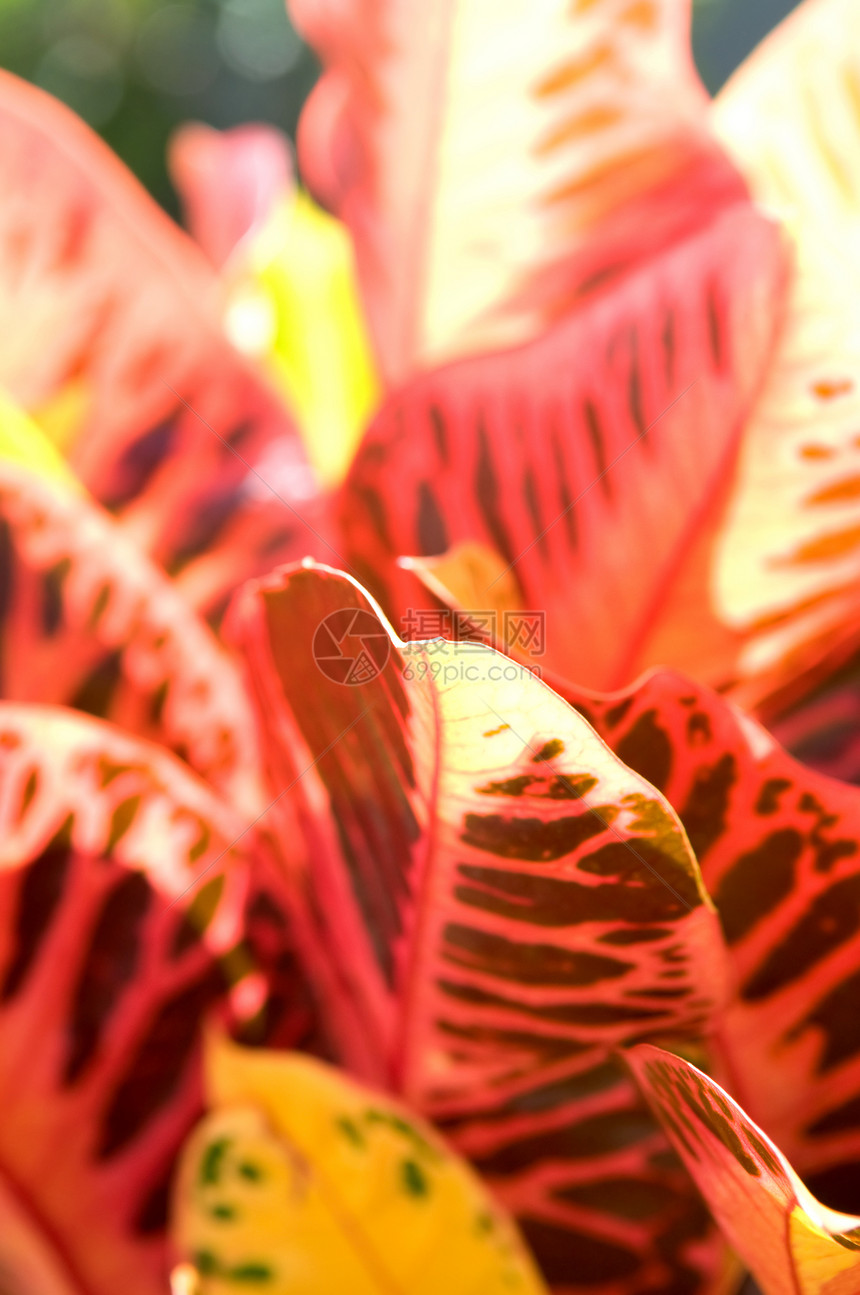 叶子植物红色环境黄色季节金子晴天墙纸公园阳光图片