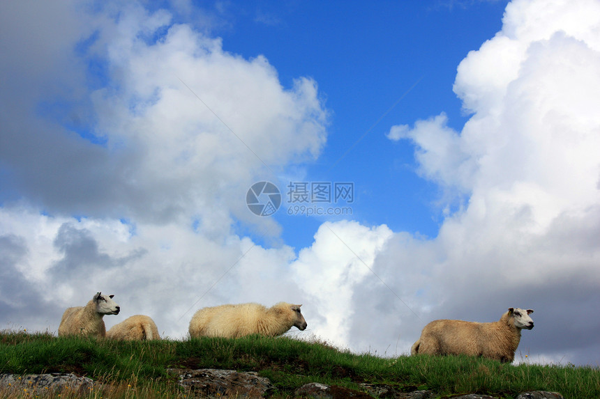 绵绵的山丘和多云的天空动物羊肉图片