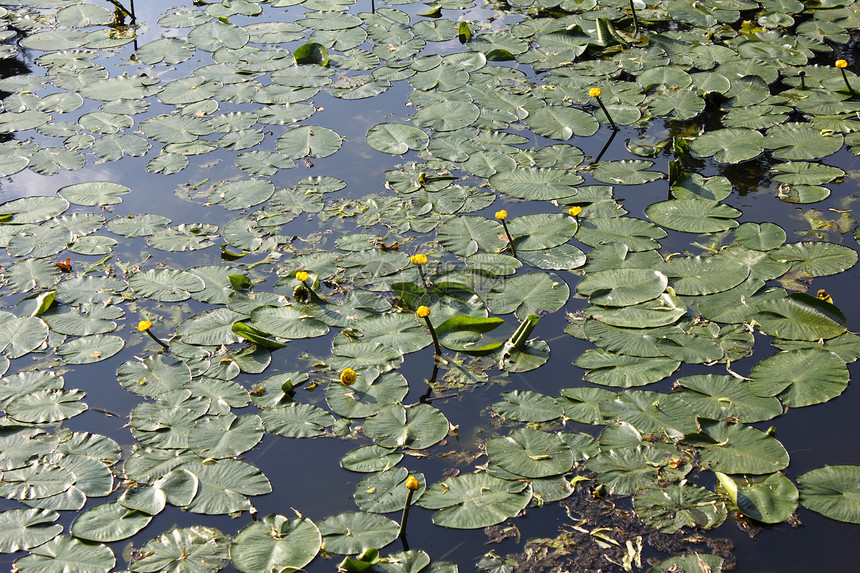 水百里生态阳光植物群花朵植物学叶子环境树叶荒野百合图片