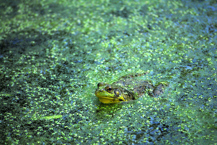 北豹式青蛙 拉纳皮人藻类动物群池塘青蛙两栖动物野生动物背景图片
