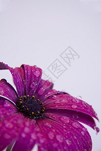 紫花花花瓣色彩植物群植物宏观园艺飞沫薄雾紫色背景图片