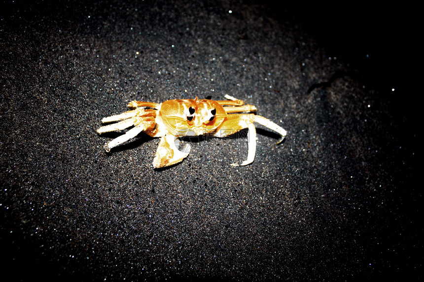 螃蟹食物贝类动物图片