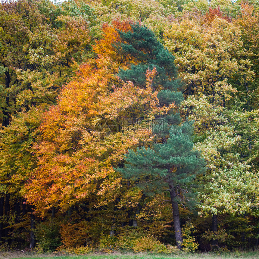 秋季森林分支机构金子树木辉光植物公园生长季节植物群树叶图片