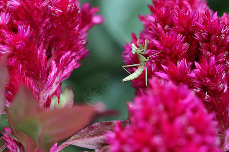 祈祷漏洞花朵野生动物昆虫照片捕食者绿色宏观动物鸡冠花背景图片