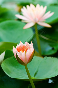 粉水百合美丽水池植物群热带季节树叶花瓣公园情调植物高清图片