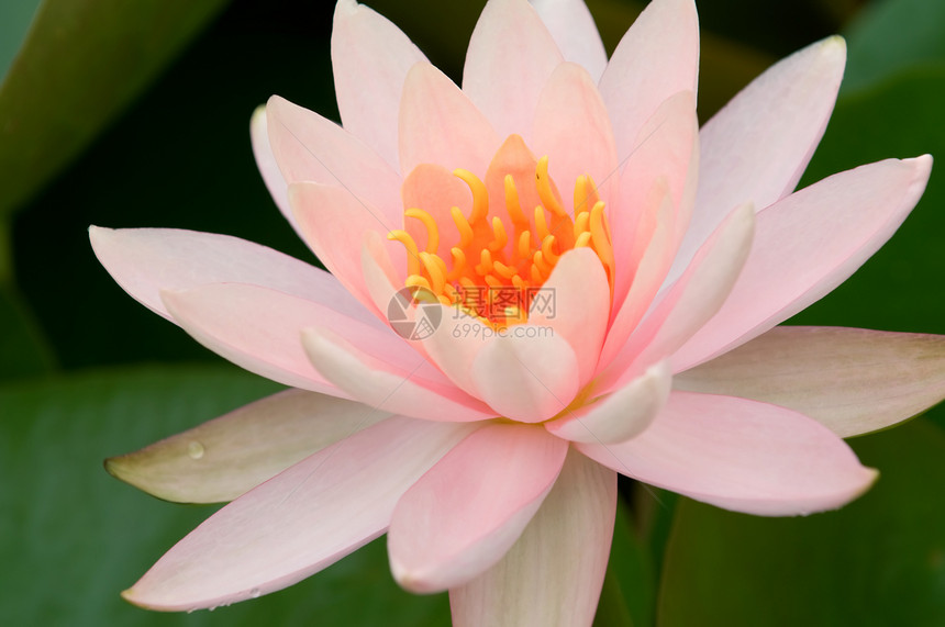 粉水百合野花植物学植物美丽季节树叶池塘花园水池叶子图片