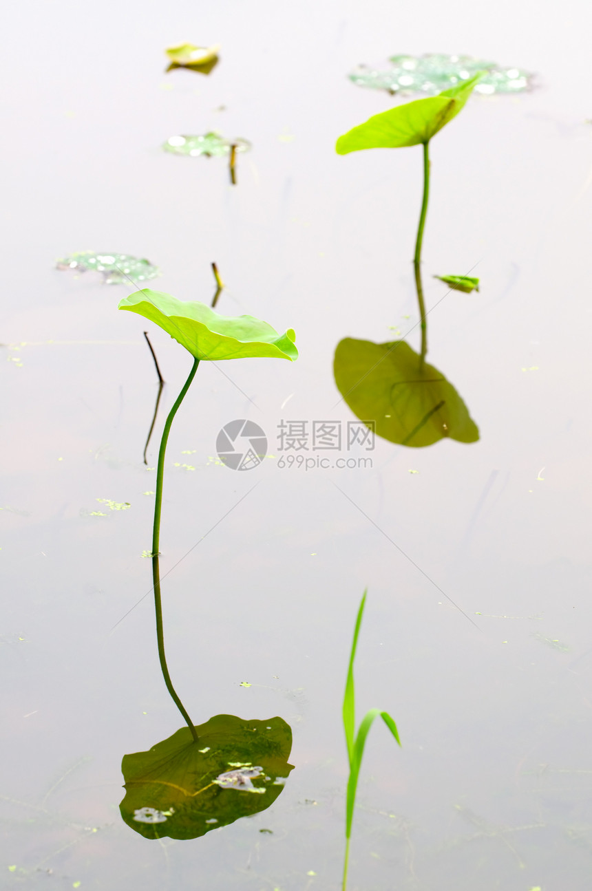 荷叶反射花园池塘水池野花植物群百合公园热带情调图片
