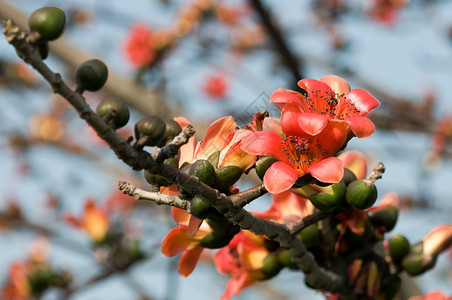 木棉之花棉布雌蕊红色花瓣枝条植物学背景图片