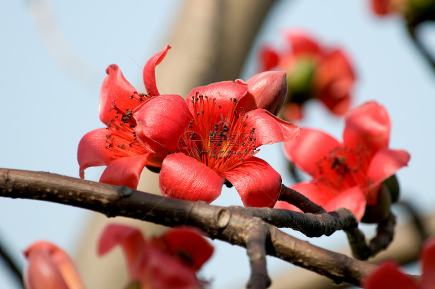 木棉之花红色雌蕊花瓣棉布枝条植物学图片