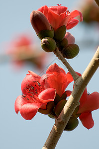 木棉之花棉布植物学花瓣枝条红色雌蕊背景图片