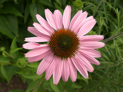 Echinacea 纯花椰花背景图片