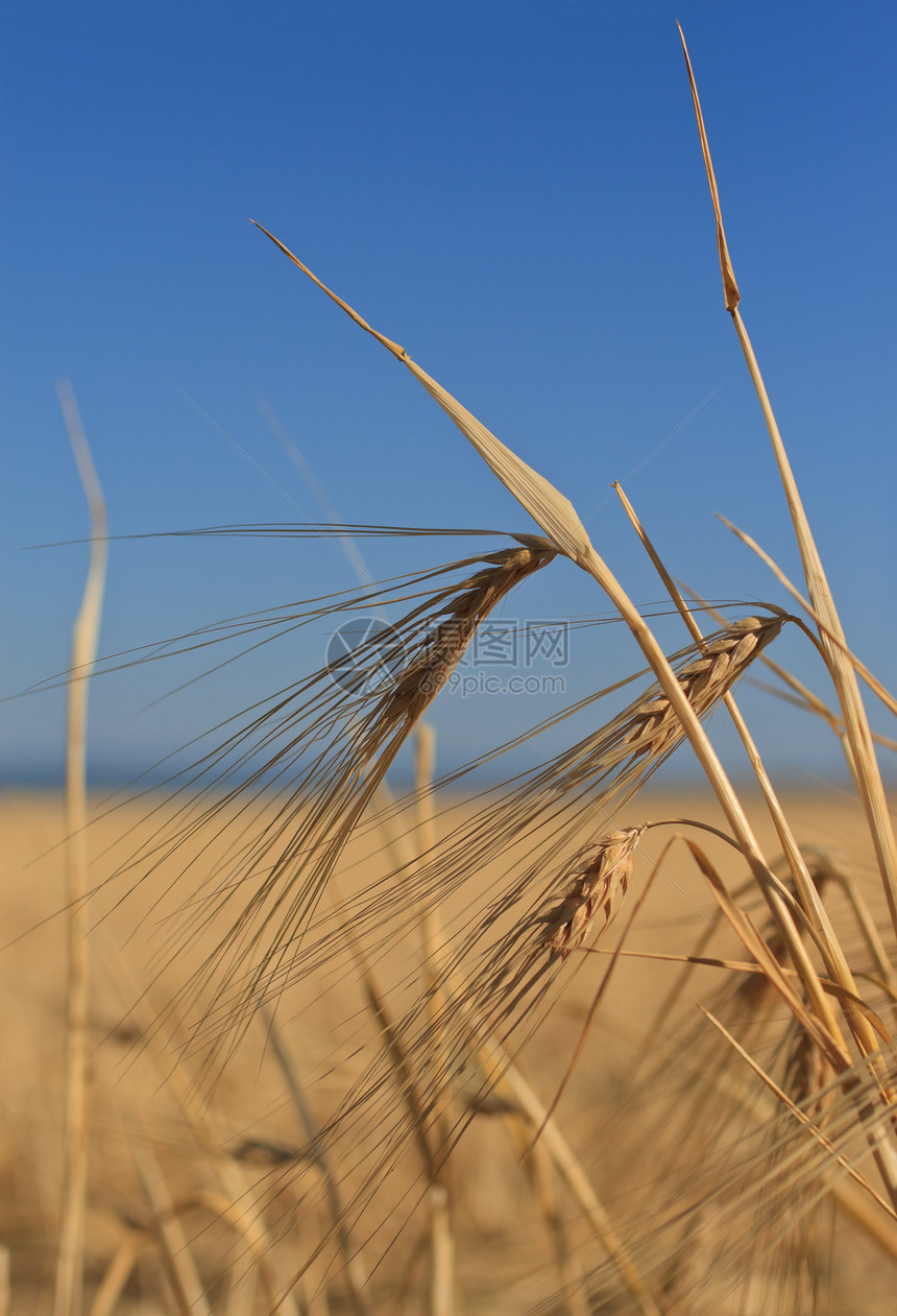小麦耳朵天空收成种子食物农业草地金子谷物黄色蓝色图片