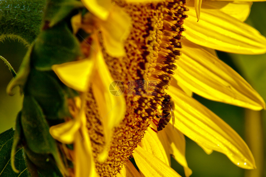 工作时的蜜蜂太阳工人野生动物生长昆虫翅膀环境场地花粉荒野图片
