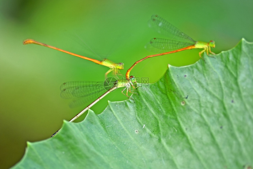 龙鳞翅目蜻蜓翅膀花园昆虫绿色花朵公园害虫背景图片