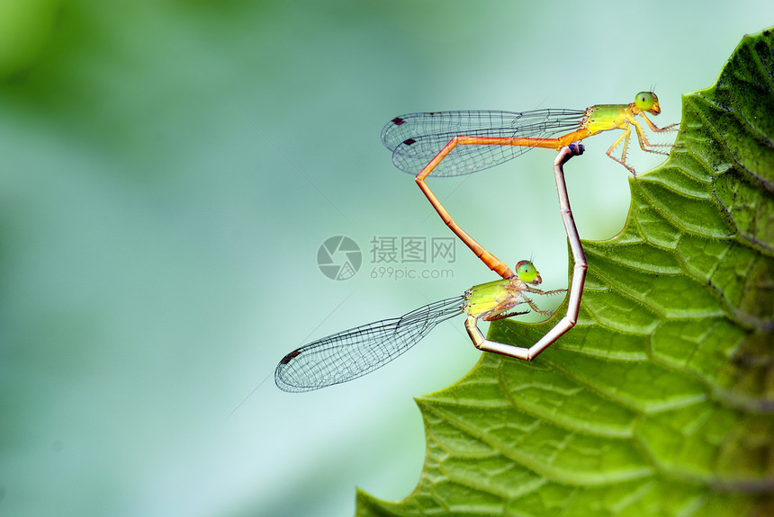 龙蜻蜓公园害虫绿色翅膀鳞翅目背景昆虫花朵花园图片