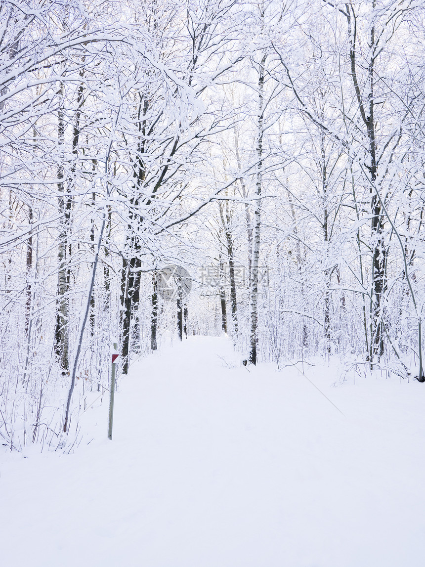 冬季风风路冬景木头树木森林白色图片
