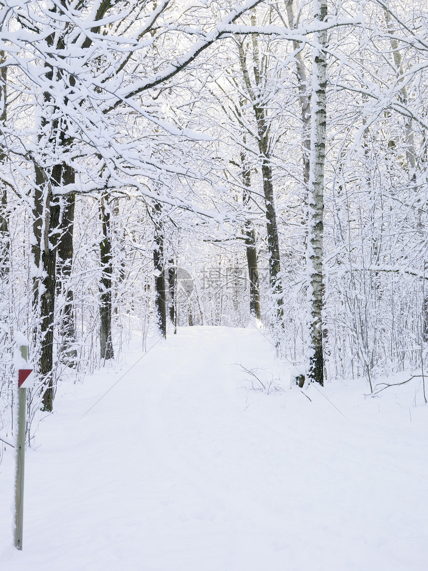 冬季风风路森林冬景木头白色树木图片