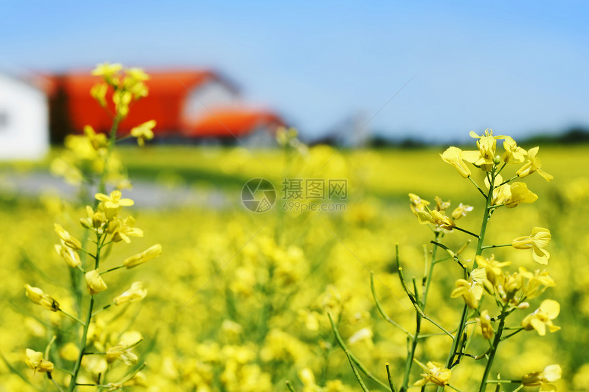 卡诺拉田地和橙色屋顶农场图片