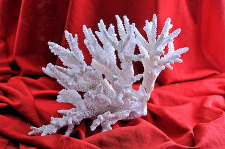 白珊瑚纪念品标本自然白色热带多刺异国情调生物高清图片
