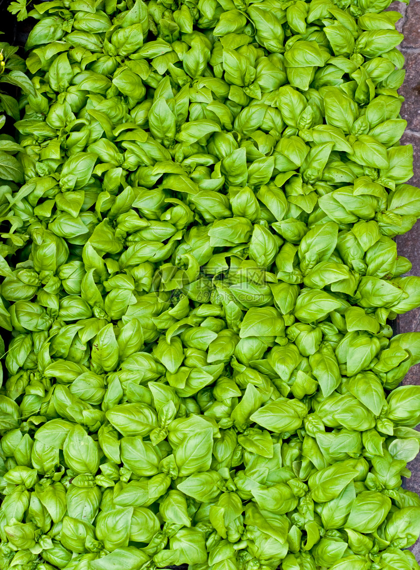 巴西尔叶叶草本植物芳香叶子食物图片