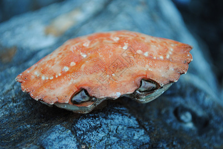 螃蟹海鲜海洋生物养殖生物动物海滩海岸水产海洋蟹壳高清图片