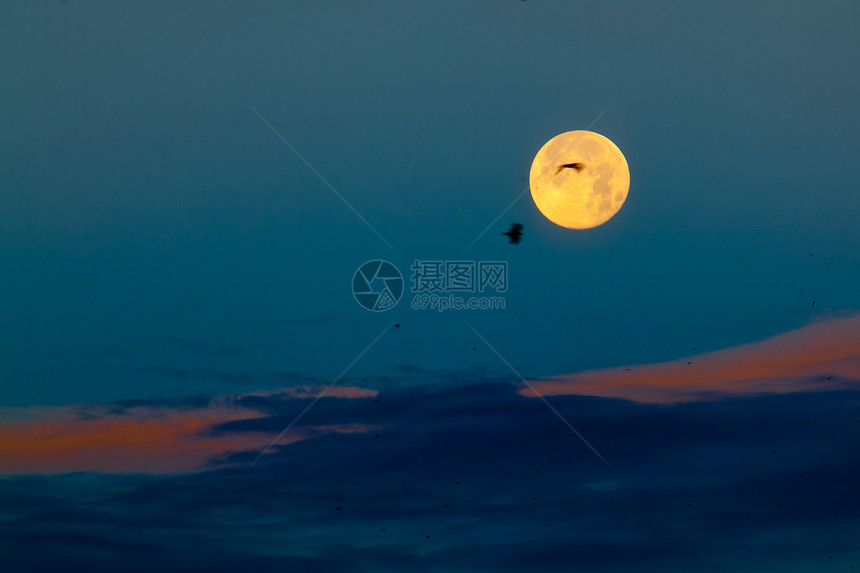 满月和飞鸟天空黑色场景动物航班黄色翅膀蓝色鸟类荒野图片