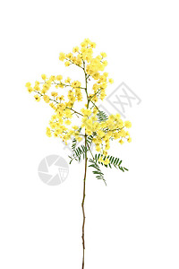 挥棒花序花朵荆棘植物黄色衬套球形背景图片