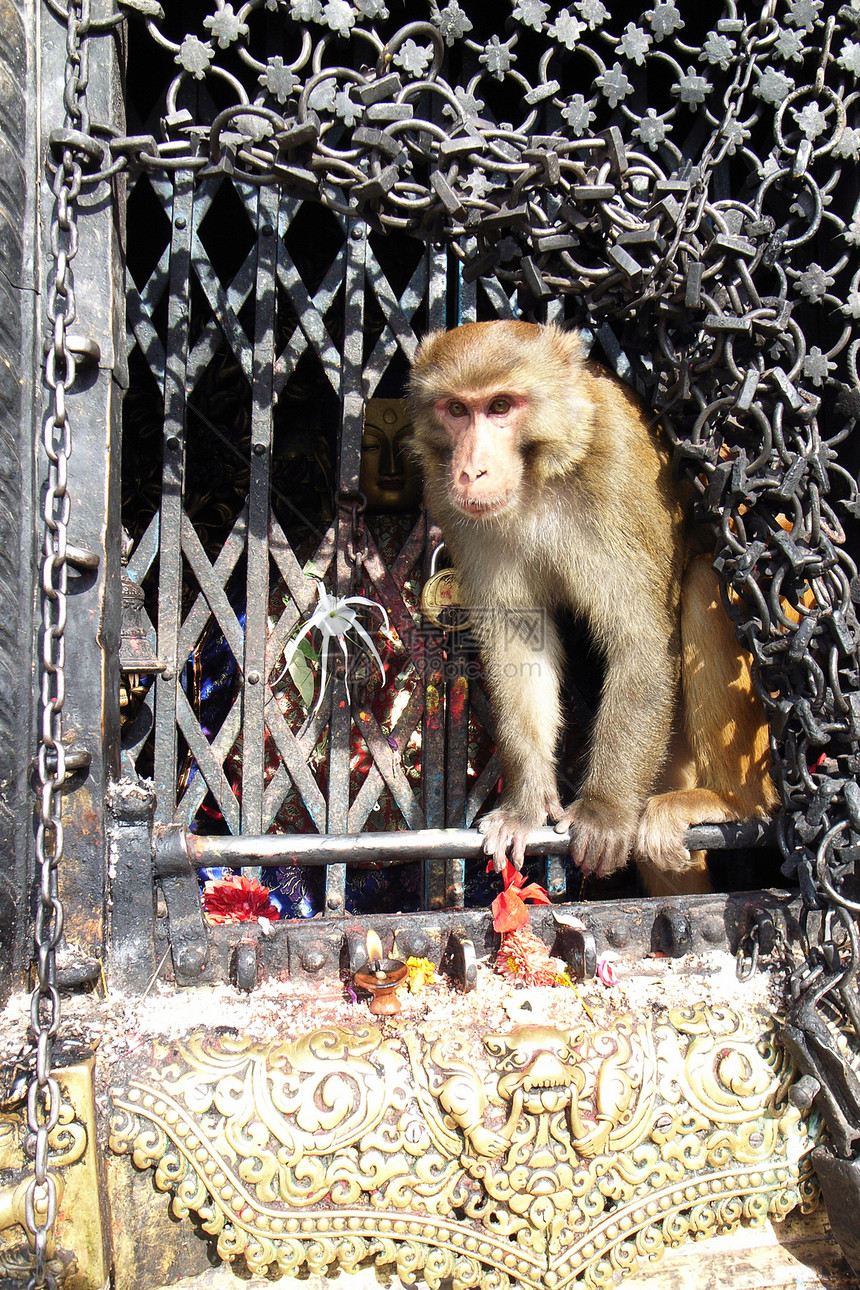 猴子遗产建筑学佛教徒旅行建筑文化猴庙神社动物祷告图片