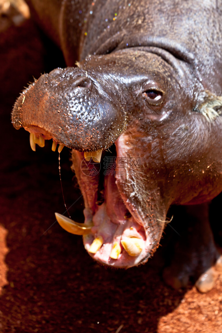 猪皮 六溴罗门解放者野生动物棕色危险哺乳动物动物侏儒荒野河马植物动物园图片