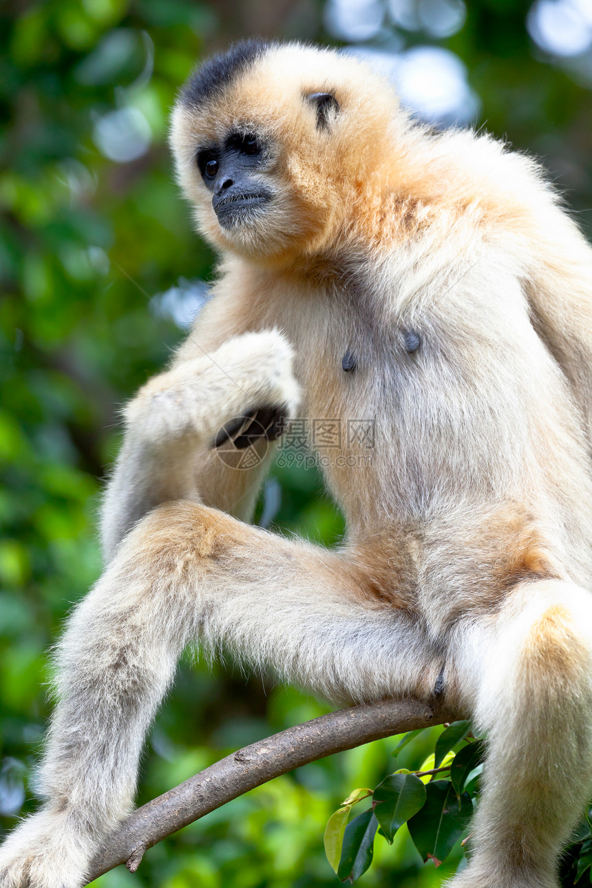 金色脸颊的吉本 诺马萨斯加布里耶原始人动物园动物野生动物丛林吊坠长臂猿白手猿猴灵长类图片