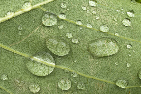树叶上的雨滴宏观植物叶子绿色背景图片